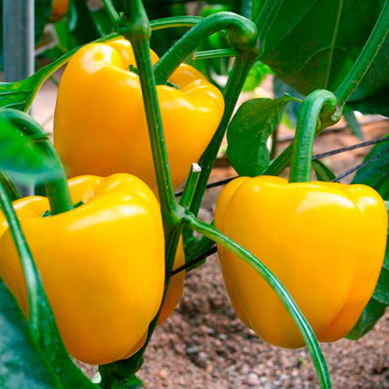 Pimiento amarillo
