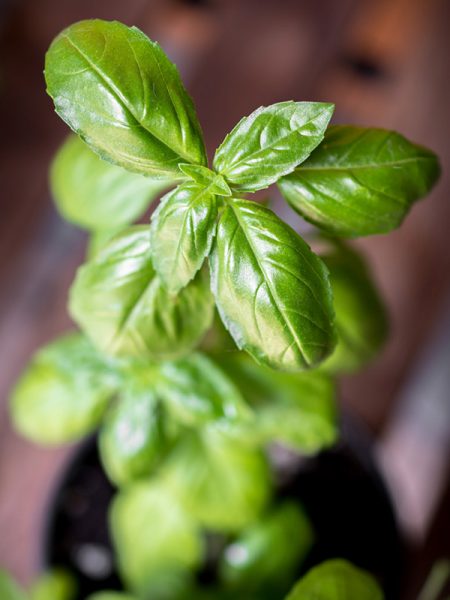 Albahaca verde