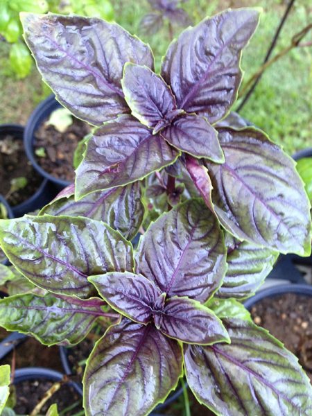 Albahaca morada