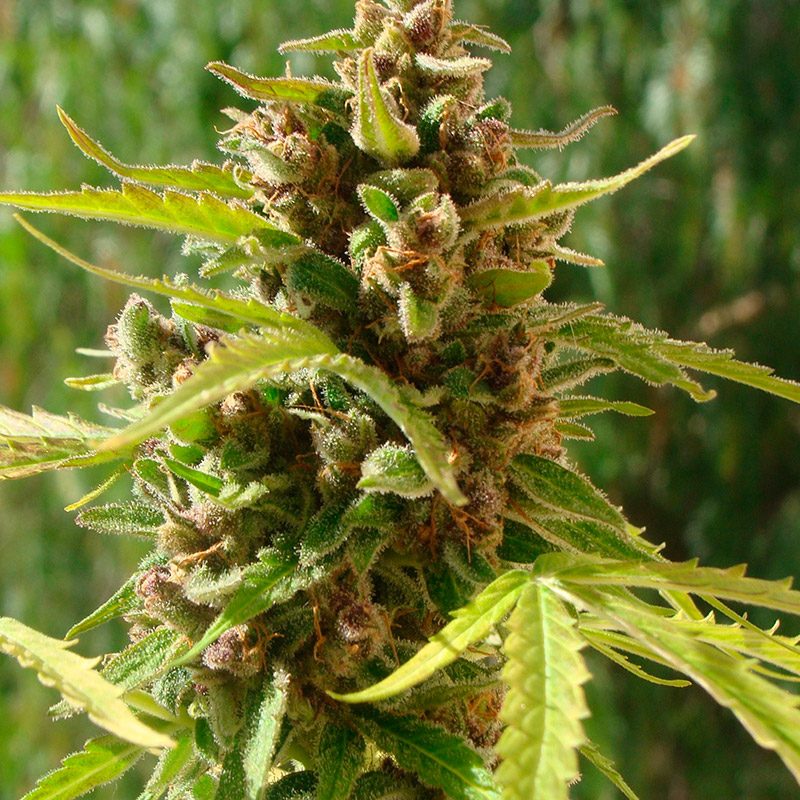 Critical Purple Automática Feminizada