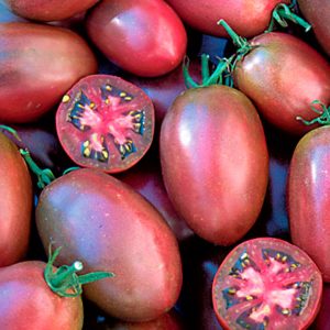 Tomate purple russian