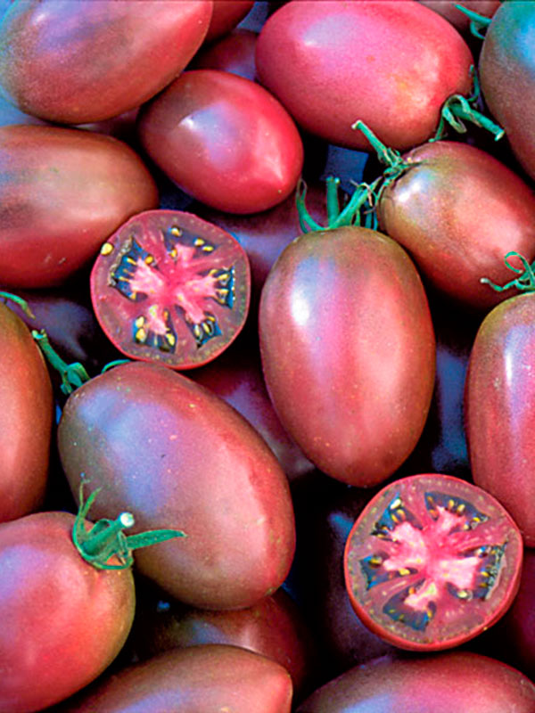 tomate-purple-russian