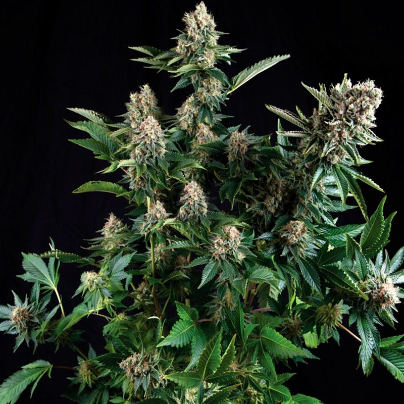 White Widow Feminizada