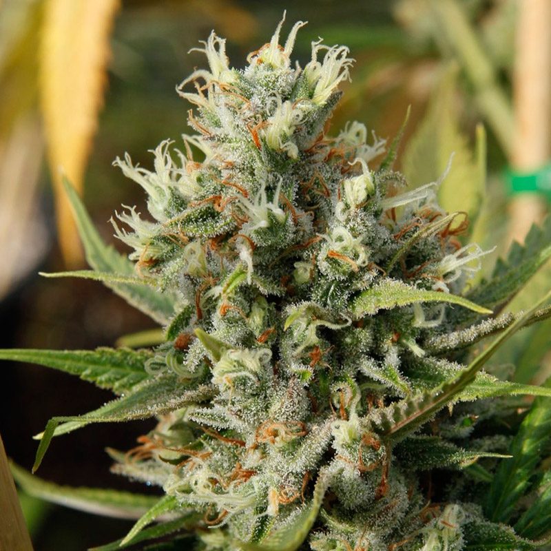 Amnesia Haze Feminizada