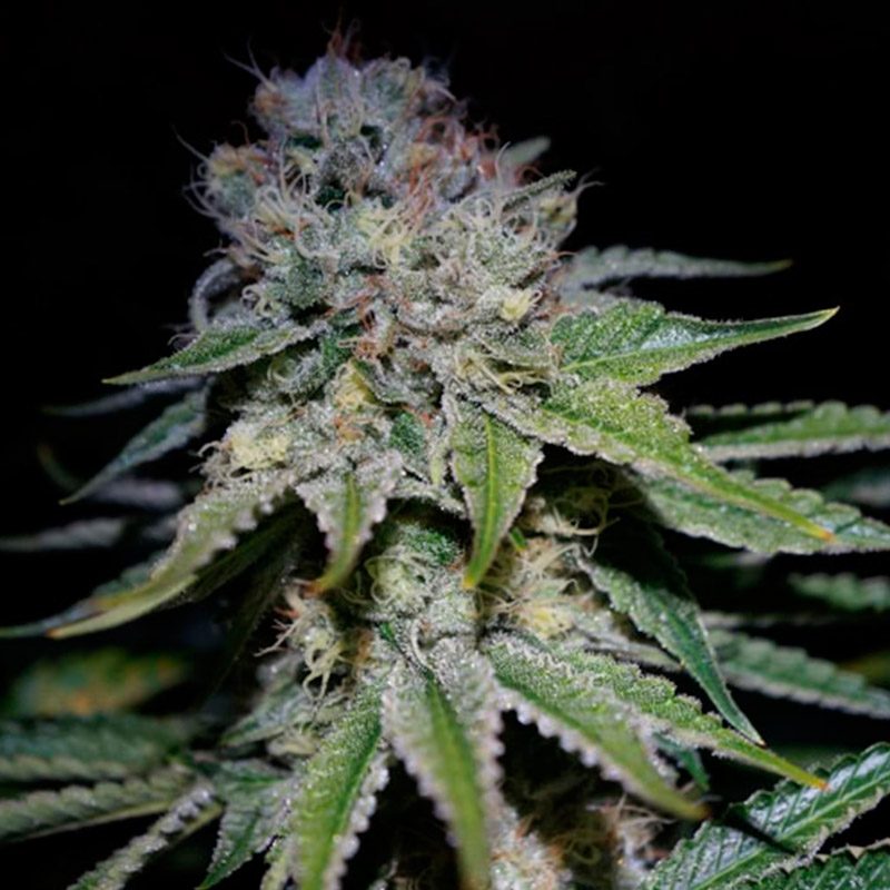 Chocolope Feminizadas