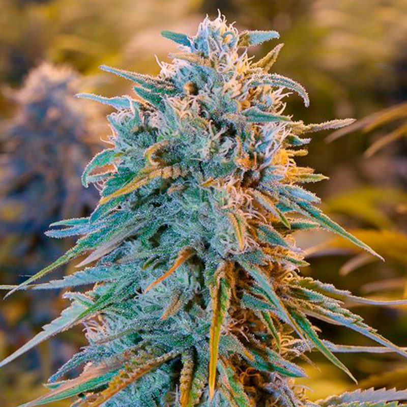 Blue Dream Feminizada