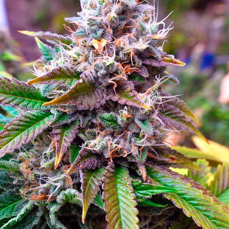 Chemdog #4 Feminizada