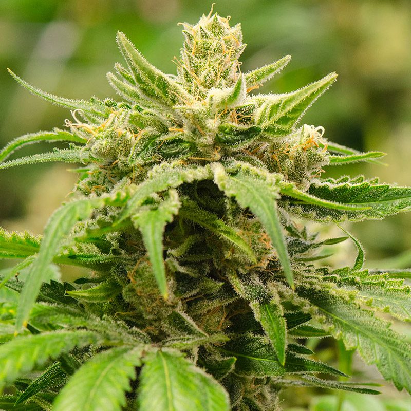 Cherry Pie Feminizada