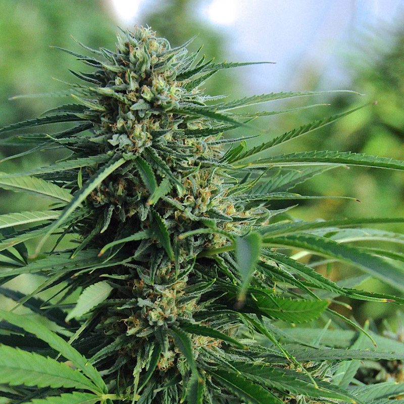 Green Crack Feminizada