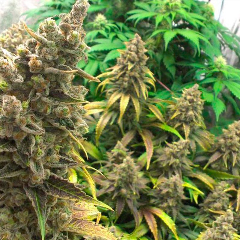 Bruce Banner Feminizada