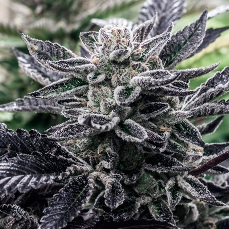 Sunset Sherbet