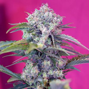 Cream Mandarine Auto Fem